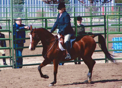 CJA Aurora - High Desert Equine