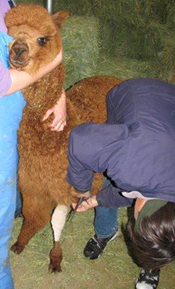 Dr. Collatos bandaging alpaca