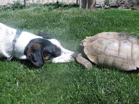 Jasper the dog and tortice. 