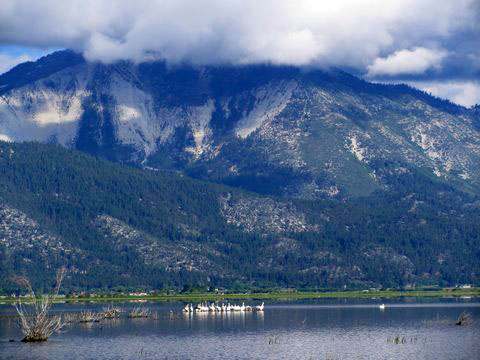 Nevada lake with pelicans imag3