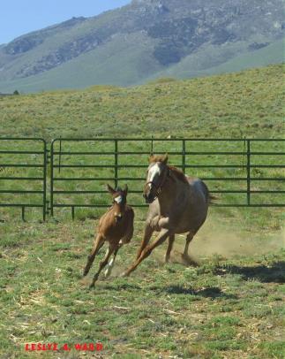 New Born Foal