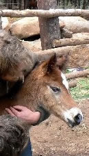 Mare and Foal