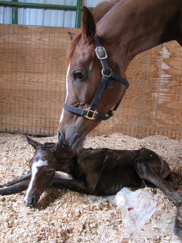 Mare and Foal