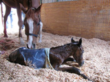 New Born Foal